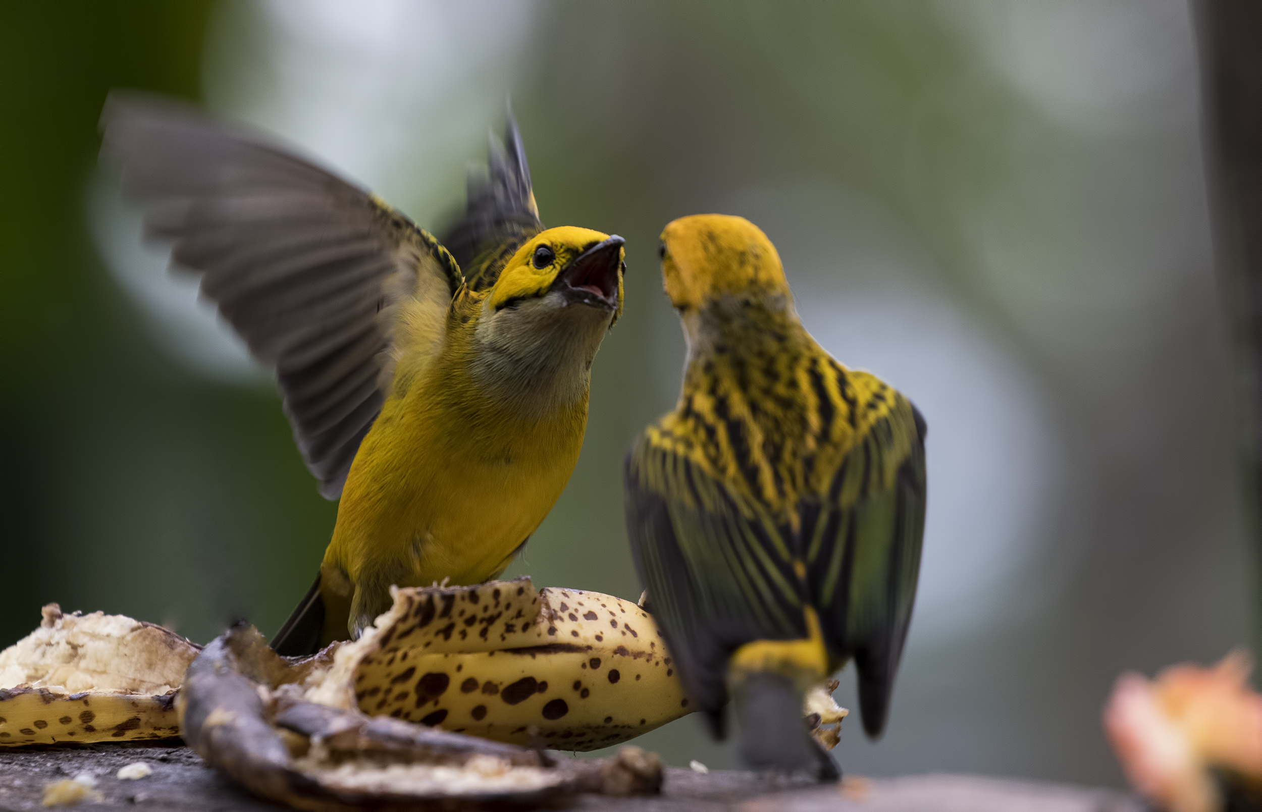 Silver-throated Tanager